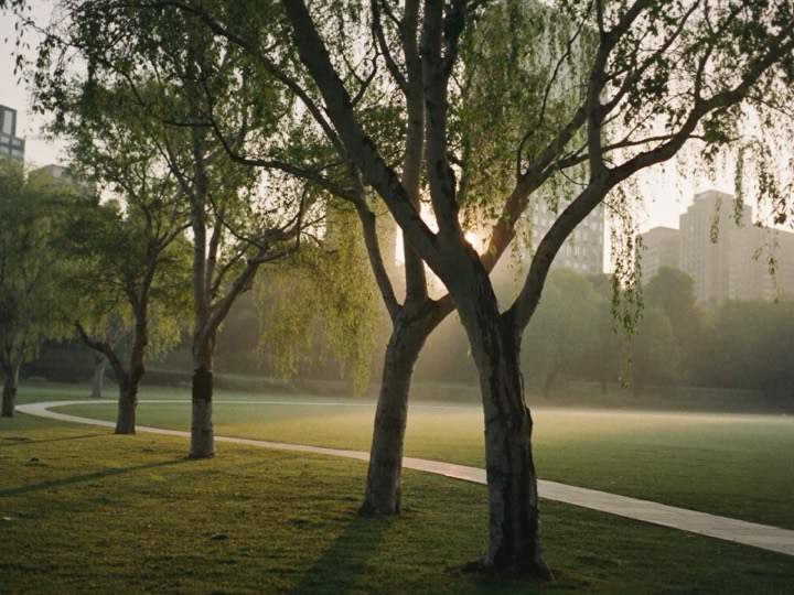 A Seoul park at first light, mist over the grass